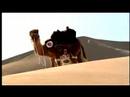 AMP Energy - Camel